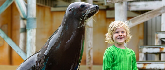 Ga op de foto met een zeeleeuw of dolfijn na elke show bij Boudewijn Seapark!